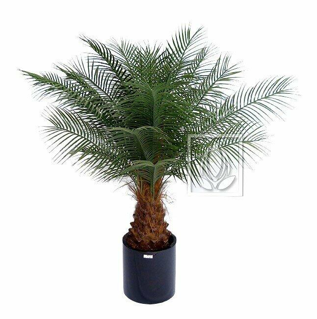 Kunstpalm Dadel 170 cm