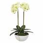 Boterorchidee kunst 50 cm