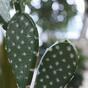 Cactusvijg kunstplant 65 cm