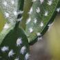 Cactusvijg kunstplant 65 cm