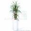 Dracena kunstplant bekleed met 140 cm