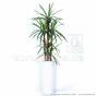 Dracena kunstplant bekleed met 140 cm