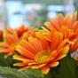 Gerbera kunstplant oranje 30 cm