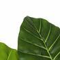 Kunst Colocasia boom bloeiend 140 cm