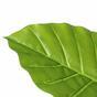 Kunst Colocasia boom bloeiend 140 cm
