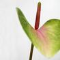 Kunstblad Anthurium roze-groen 50 cm