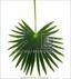 Kunstbladpalm Livistona 90 cm