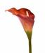 Kunstbloem Calla oranje 55 cm