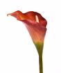 Kunstbloem Calla oranje 55 cm