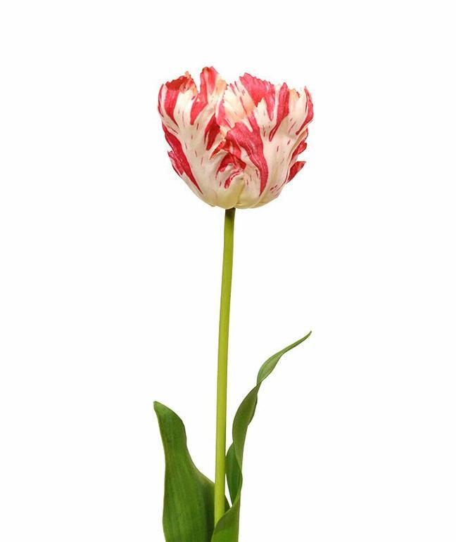 Kunstbloem Tulp rood-wit 70 cm
