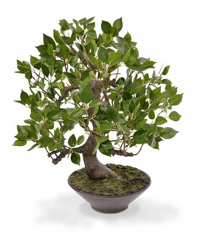Kunstbonsai Fikus Wiandi 45 cm