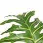 Kunstboom Philodendron 140 cm