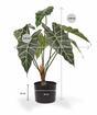 Kunstplant Allocasia Amazonica 60 cm