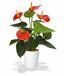 Kunstplant Anthurium rood 40 cm