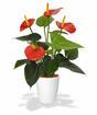 Kunstplant Anthurium rood 40 cm