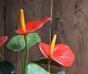 Kunstplant Anthurium rood 40 cm