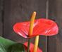 Kunstplant Anthurium rood 40 cm
