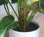Kunstplant Anthurium rood 40 cm