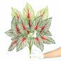 Kunstplant Calladium veelkleurig 50 cm