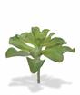 Kunstplant Eševéria 20 cm