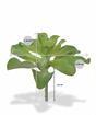 Kunstplant Eševéria 20 cm