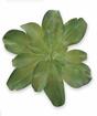 Kunstplant Eševéria 20 cm
