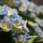 Kunstplant Hortensia blauw 45 cm