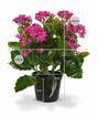 Kunstplant Kalanchoa paars 30 cm