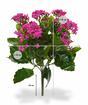 Kunstplant Kalanchoa roze 30 cm