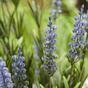 Kunstplant Lavendel blauw 50 cm