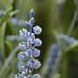Kunstplant Lavendel blauw 50 cm