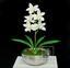 Kunstplant Orchidea Cymbidium creme 50 cm