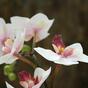 Kunstplant Orchidee roze 50 cm