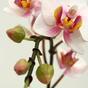 Kunstplant Orchidee roze 50 cm