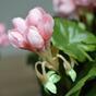 Kunstplant Pakost roze 40 cm