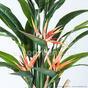 Kunstplant Schieten bloeiend 120 cm