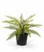Kunstplant Spleenwort 35 cm