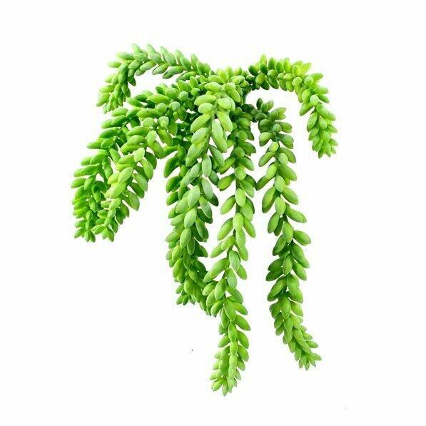 Kunstrank Morganov Muurpeper 25 cm