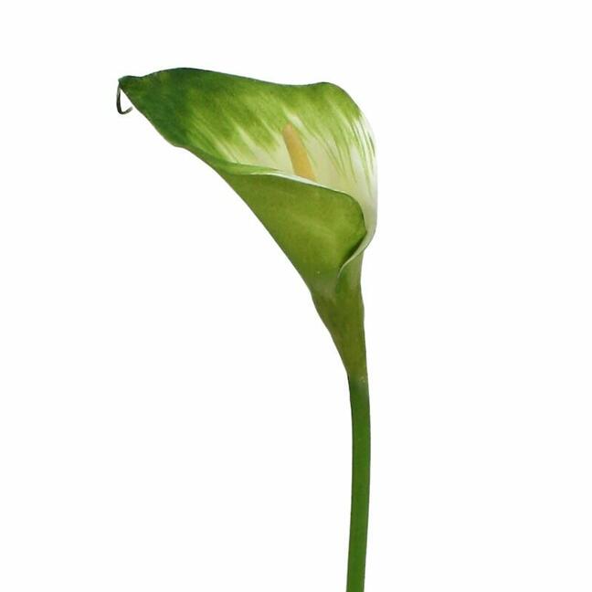 Kunsttak Camellia groen-wit 55 cm