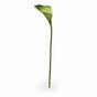 Kunsttak Camellia groen-wit 55 cm