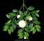 Kunsttak Gardenia met bloemen en knoppen 55 cm