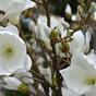 Kunsttak Magnolia creme 100 cm
