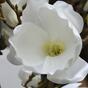 Kunsttak Magnolia creme 100 cm