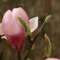 Kunsttak Magnolia roze 80 cm