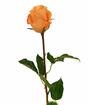 Kunsttak Roos oranje 52 cm
