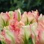 Kunsttak Tulp groen-roze 70 cm