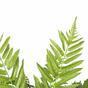 Kunstvaren Cyathea 90 cm