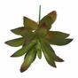 Succulent kunstplant Aeonium Arboreum 14 cm