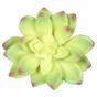 Succulente lotusbloem Guanyin 13,5 cm
